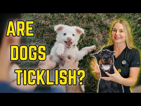 Do Dogs Feel Ticklish Like Humans? | Veterinarian Dr. Lindsay Explains!