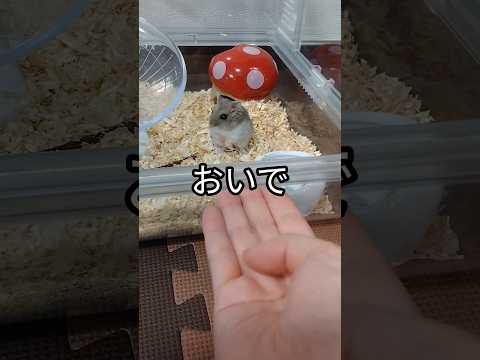 手乗りハムスターへの道③（ピク）#ハムスター#可愛い#癒し#手乗りハムスター#hamsters#噛まなくなった#cutepet