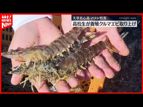 「めっちゃ新鮮」天草の高校生が実習で育てたクルマエビ3500匹・102キロ取り上げ