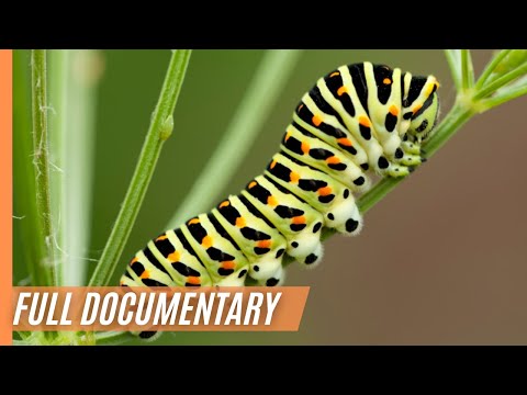 The Miraculous Transformation from a Caterpillar to a beautiful Butterfly | Full Documentary