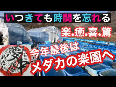 (メダカ)今年最後は夢中メダカさんに行ってきました。いつ行っても楽しい楽園です！！