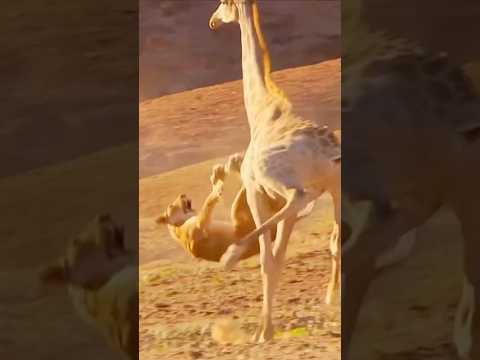 When The Lion Tried To Attack The Giraffe || #lion #wildlife #trending #viralshorts #shorts