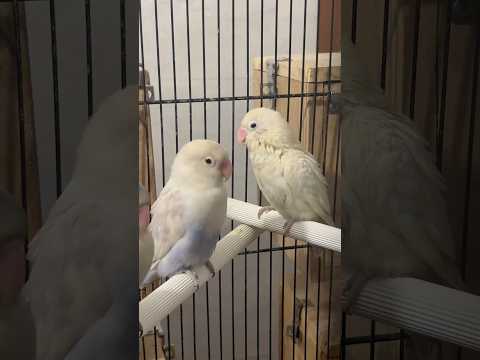 Falling in Love with Lovebirds every day