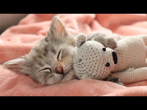 Relaxing MUSIC FOR CATS with a piano 12 hours🐱Deep Soothing Music for Anxious, Stressed Cats!