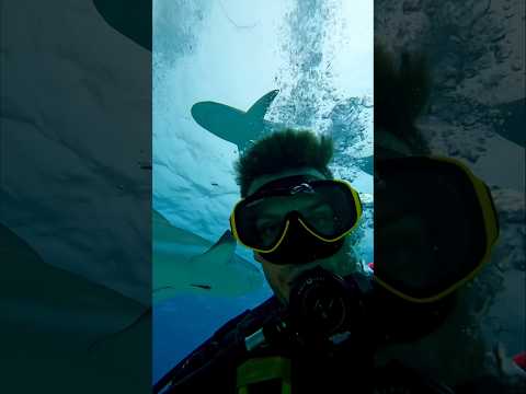 Surrounded by sharks 🦈 What would you do? #diving #shark