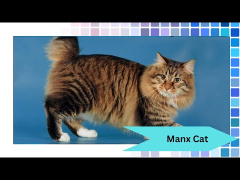 🐱 Discover the Unique Manx Cat: The Tail-less Wonder of the Feline World! 🌟