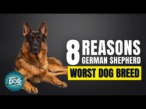 8 Reasons German Shepherd Might Just Be The Worst Dog Breed