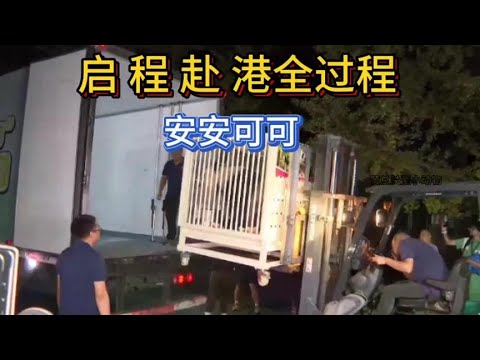 9月26日凌晨03:10大熊猫安安可可启程赴港全过程