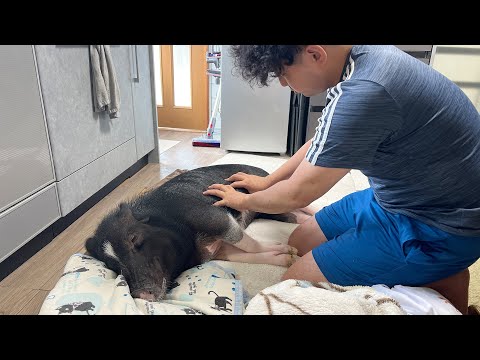 Micro pig has stopped pooping goes berserk after this