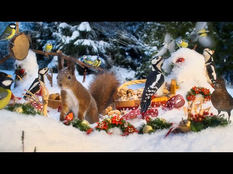 Cat TV for Cats to Watch😽 Christmas with Forest Friends🎄 10 hours Cat & Dog TV 😽🐶  4K HDR