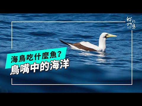 那些海鳥吃什麼魚？｜從鳥的角度來觀察海洋 (公視我們的島 第1285集 2024-12-09)