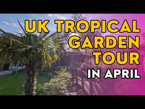 A tour of my small UK tropical garden and cactus greenhouse in April