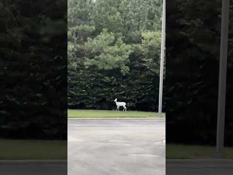 Look what I saw on my way back from the library 😊Albino Deer