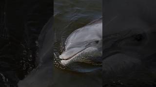 Unusual Dolphin Attacks: What You Need to Know