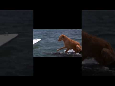 dolphin and dog #shortvideo #dolphin#dog  #trending #viral #shortsvideo #freindship #magic