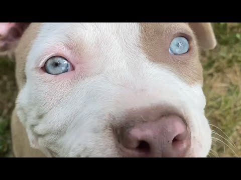 This is puppy has the best smile and most beautiful blue eyes!! Watch till the end!