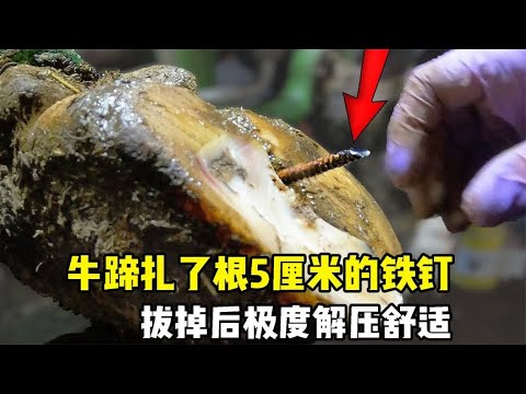 牛蹄扎了根5厘米的铁钉，修蹄小哥取出之后，感到极度解压舒适！