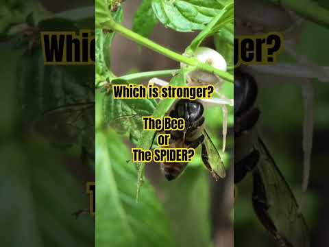 Which is stronger?? The BEE or the Spider? #spider #bee #insects #animals #bug #subscribers