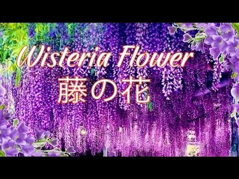 Fuji no hana 藤の花,Wisteria Flower in Japan , wisteria tree,wisteria fower in full bloom 2021