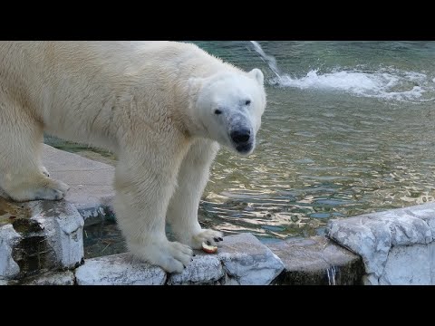 20240718③リンゴをスルーしそうになったフブキ