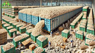 Mushrooms Mega Factory: Processing Millions of Mushrooms in Factory