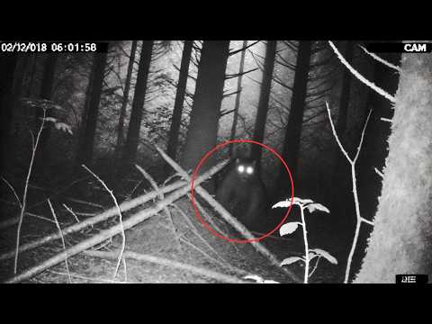 Shocking New Trail Cam Footage Uncovers the Existence of Disturbing Creatures 2024