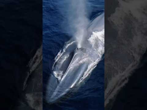 The Largest Animals In The World || #whale #ocean #sea #wildlife #trending #shorts #viral