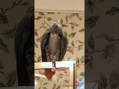 Today I requested these treats. #africangreyparrot #takingparrot #shorts