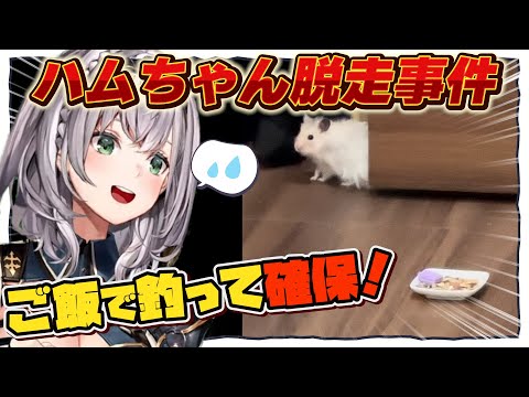 🐹ハムちゃん脱走事件の一部始終を語るノエル【白銀ノエル/ホロライブ/切り抜き】