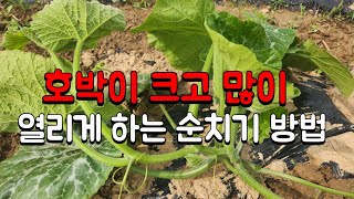 맷돌호박 순지르기 4가지 방법➡️ 호박이 크고 많이 달리게 하는 순치기방법🥒 호박순자르기🥒 호박 곁순정리