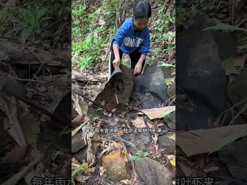 家里接的山泉自来水每年都要清理一遍水源，今年也不例外，回来路上还有意外收获，还是应验了那句话，山里人住在山里，就像脚放在鞋里面，舒服.！#我的乡村生活 #乡村生活