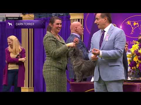 Cairn Terriers | Breed Judging 2024