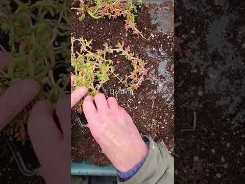 Dividing and repotting the Salty Fingers succulents