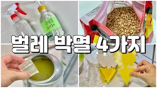 식물 벌레 퇴치하는 최고의 방법들(화분 뿌리파리, 응애, 총채벌레)