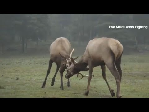 The Best 10 Footage Of Animal Fight/The Wildlife 2023/BBC Earth Animal Fight Video