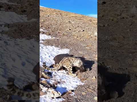 Snow leopard hunts a young yak. No intervention due to the animal protection law.