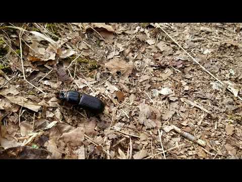 Patent Leather Beetle Crosses a Trail