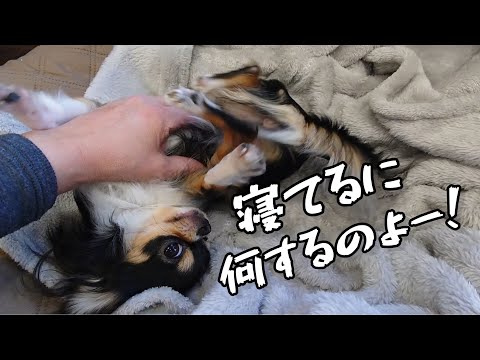 【ゆる～い動画】寝てばかりいるチワワにちょっかいを出してみた♪