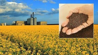 Canola #canolacultivation #canolaseed #canolaflowers #youtubevideo #youtubeshorts #viralvideo