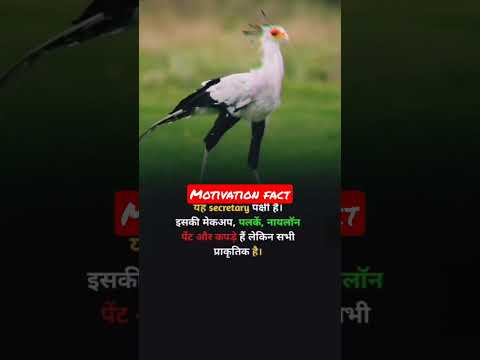 Motivation fact // whatsapp status // short #shortvideo #shorts #short #birds