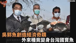 吳郭魚創造經濟奇蹟！外來種變身台灣國寶　外銷全球更登上外太空－民視新聞