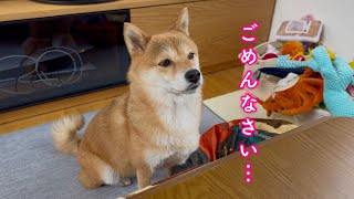 パパを怒らせてしまい顔色を伺いながら謝りに行く柴犬が可愛い