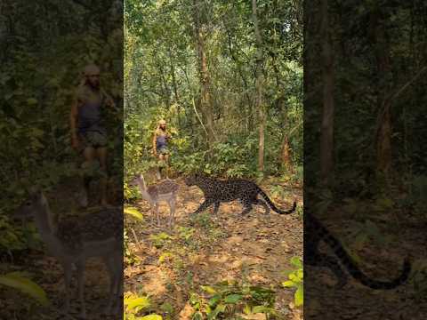 Open tiger silent attack in Deer 😱 #nature #wildjungle #projecttiger #youtubeshorts #vfx #shortvideo