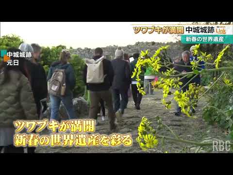 世界遺産の城壁に映える黄色い花 中城城跡でツワブキが満開を迎える