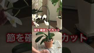 【胡蝶蘭】この夏に花付きを購入、花芽カットで２番花は悩み中