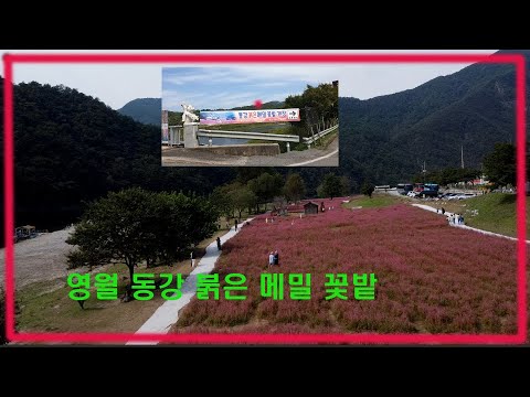 [영월부동산TV]영월붉은 메일축제/메밀꽃 축제/영월축제 / 영월부동산 / 영월토지 / 영월토지매매 / 영월중앙부동산