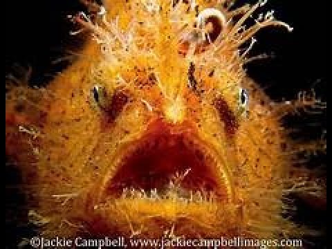 THE HAIRY FROG FISH