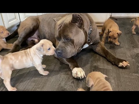 Puppies meet King Kong, they’re really starting to get playful now! They just don’t stop 🥰