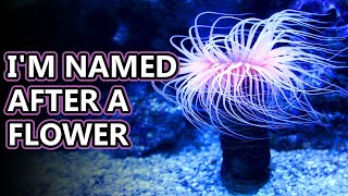 Sea Anemone facts: flowers of the sea | Animal Fact Files