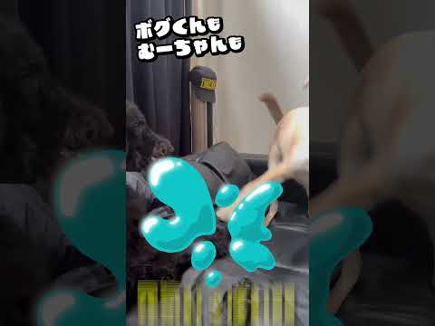 【保護犬】コゾウくんのお家が決まったよ！！ #shorts